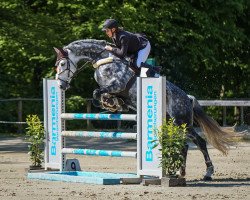 Springpferd Lyjanera Blanche (Westfale, 2015, von Lyjanero)