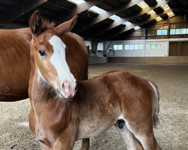 horse Top Gun Maverick JB (Oldenburg, 2023, from Titolas)
