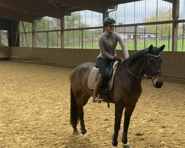 Pferd Einfach Schön (Hannoveraner, 2019, von Erdinger)