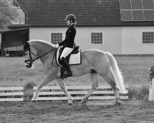 dressage horse Blaubär 2 (Haflinger, 2009, from Barolo)
