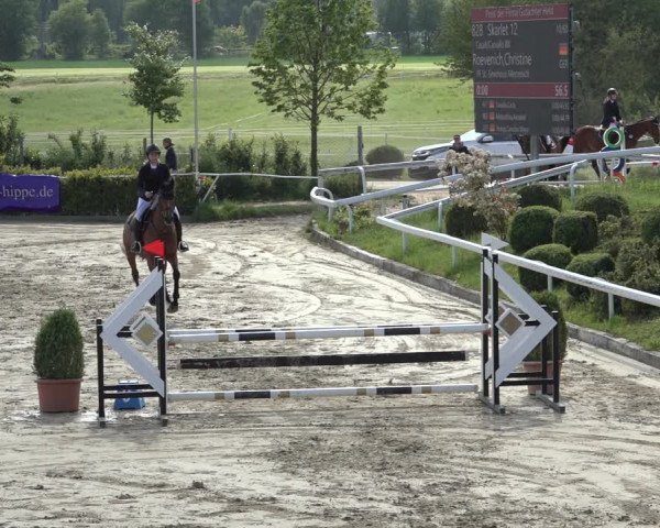 Reitturnier Bornheim Widdig 2023