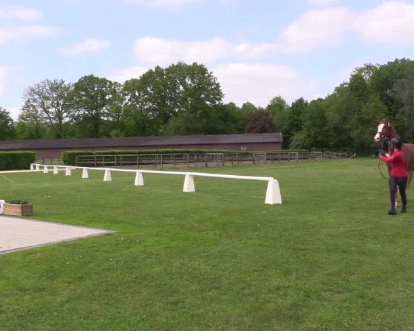 Westfälische Stutenleistungsprüfung in Münster-Handorf 2023