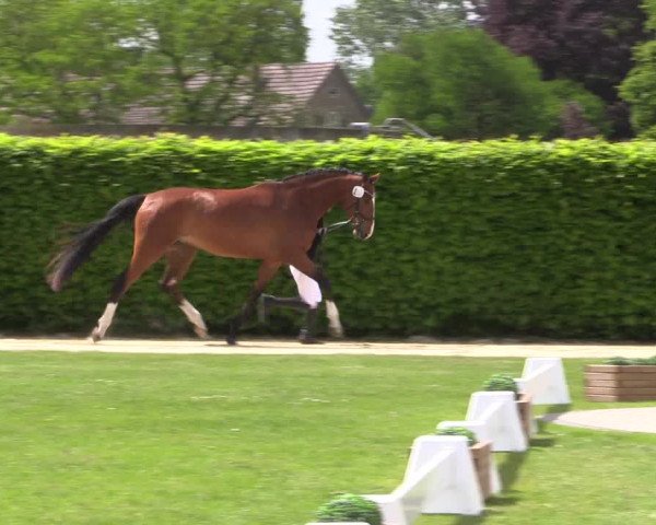 Westfälische Stutenleistungsprüfung in Münster-Handorf 2023