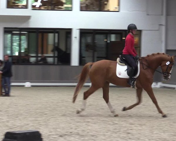 Westfälische Stutenleistungsprüfung in Münster-Handorf 2023
