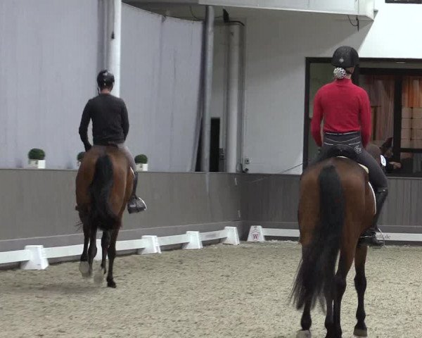 Westfälische Stutenleistungsprüfung in Münster-Handorf 2023
