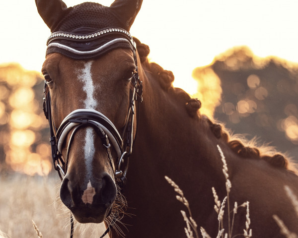 horse Donna Carola (Rhinelander, 2013, from Depeche Mode)