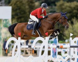 jumper WARRANTER (Oldenburg show jumper, 2014, from Warrant)