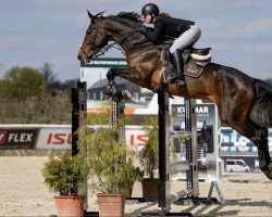 jumper Miss Elita (KWPN (Royal Dutch Sporthorse), 2017, from Eldorado van de Zeshoek)