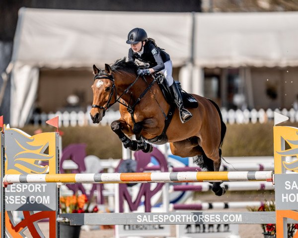 jumper An-Ton (German Warmblood, 2013, from Alant)