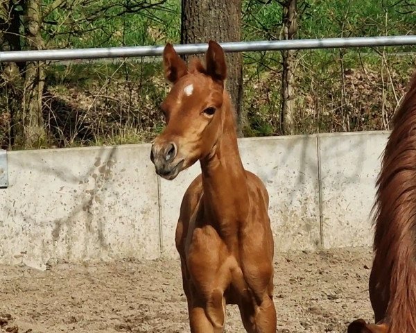 horse Formidable (Oldenburg, 2023, from Fynch Hatton)