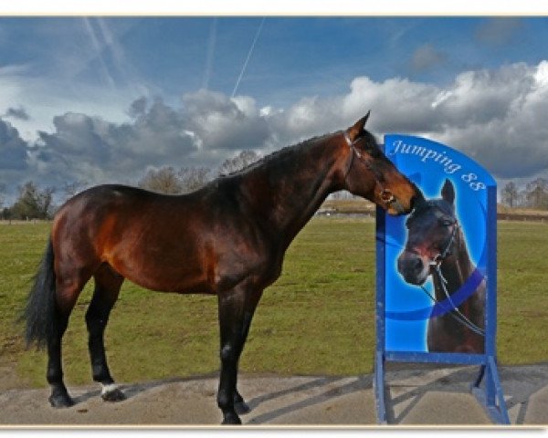 stallion Dandy du Marais II (Selle Français, 1991, from Le Tot de Semilly)