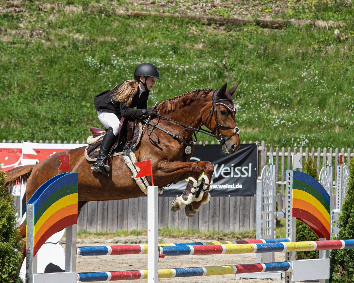 jumper Quirada 2 (German Sport Horse, 2008, from Quaterback)