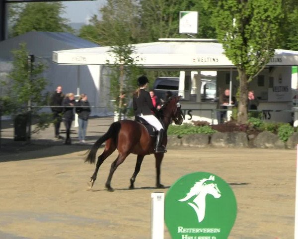 Reitturnier Hellefeld 2023