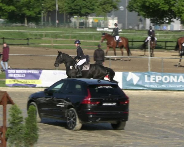 Reitturnier Hamm- Rhynern 2023
