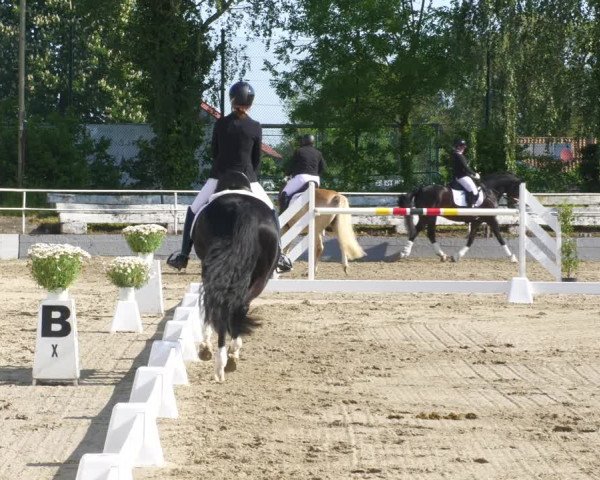 Reitturnier Billigheim 2023