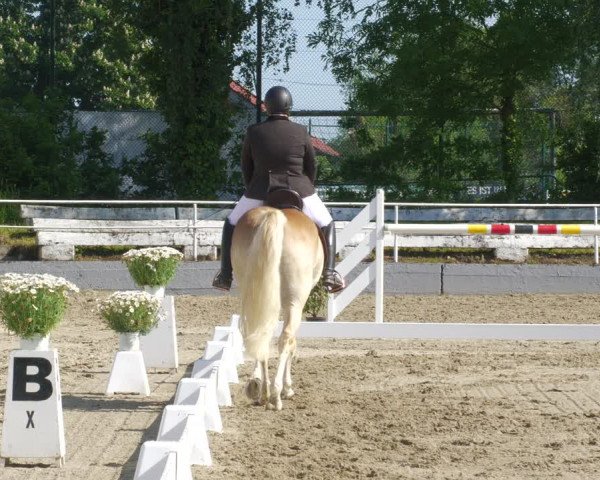 Reitturnier Billigheim 2023