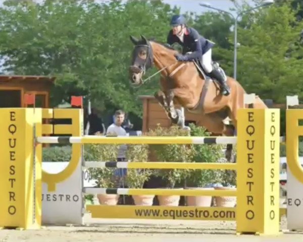 jumper Hannes Vs (KWPN (Royal Dutch Sporthorse), 2012, from Eldorado van de Zeshoek)