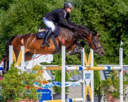 jumper Atila (Slovakian Warmblood, 2012, from Carrera VDL)
