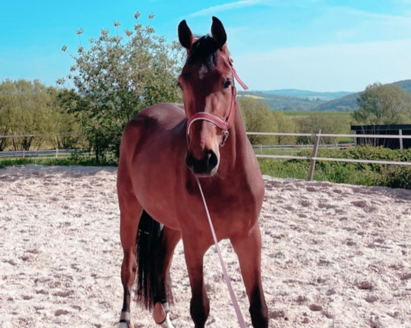 jumper Diarada 29 (Westphalian, 2020, from Diamant de Plaisir 178 FIN)