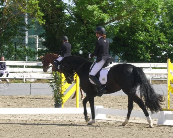 Reitturnier Billigheim 2023