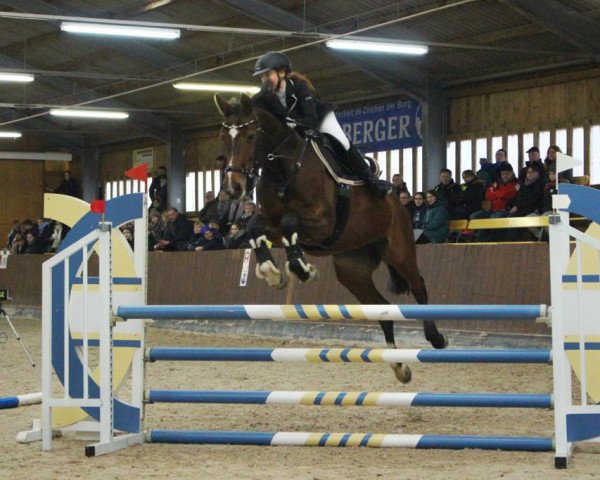 jumper Altana 15 (German Sport Horse, 2004, from Pius)