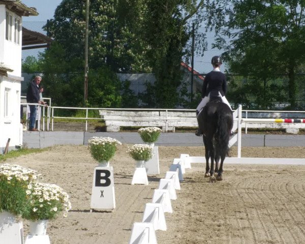 Reitturnier Billigheim 2023