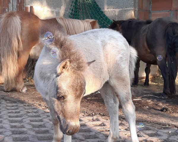 broodmare Bubblegum von Abt (Dt.Part-bred Shetland pony, 2021, from Monty)