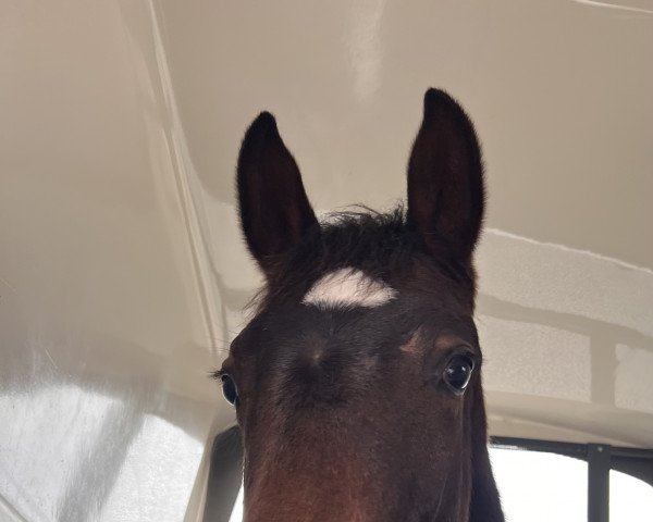horse Undercover (Holsteiner, 2022, from Dinken)