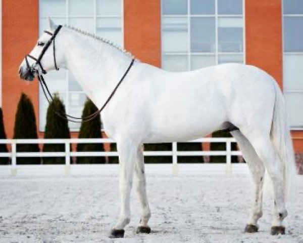 Deckhengst Cornet Obolensky (Belgisches Warmblut, 1999, von Clinton) Deckhengst Cornet Obolensky (Belgisches Warmblut, 1999, von Clinton)
