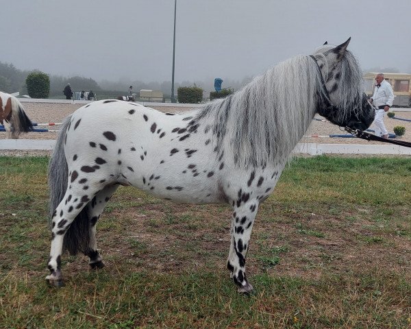 Étalon reproducteur Monty (Poney Shetland Dt.Part-bred, 2015, de Manitu)