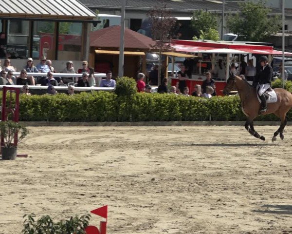Reitturnier Bornheim Widdig 2023