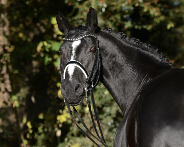 dressage horse Rigoletta 21 (Rhinelander, 2005, from Ruisador) dressage horse Rigoletta 21 (Rhinelander, 2005, from Ruisador)