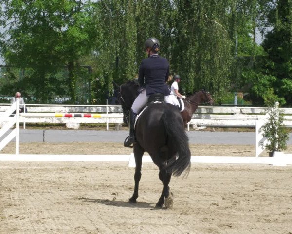 Reitturnier Billigheim 2023