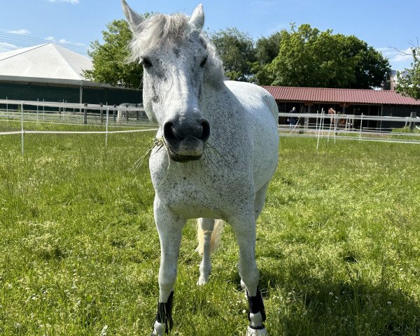 dressage horse Aille Baby Doll (Pony without race description, 2014)