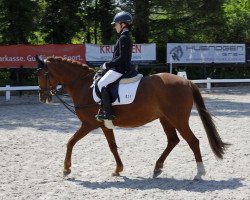 Zuchtstute Buschhof Dori B (Deutsches Reitpony, 2003, von Golden Dancer)