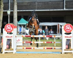 jumper Cantona V Voglgut (Austrian Warmblood, 2017, from Crown Z)