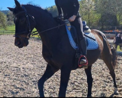 horse Destiny 222 (Hanoverian, 2008)