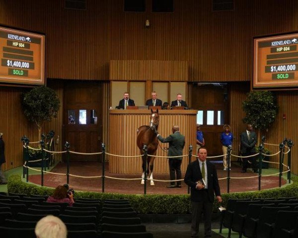 horse Hengst von Into Mischief xx (Thoroughbred, 2021, from Into Mischief xx)
