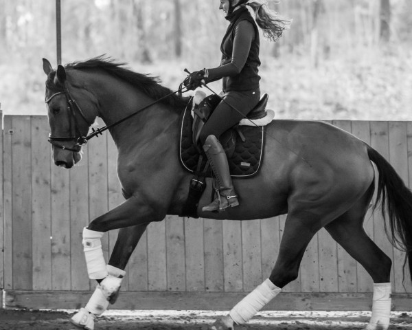 dressage horse Zack's Frieda (Westphalian, 2017, from Zack) dressage horse Zack's Frieda (Westphalian, 2017, from Zack)