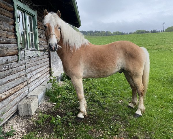 Pferd Amadeus (Haflinger, 2015, von Admiral)