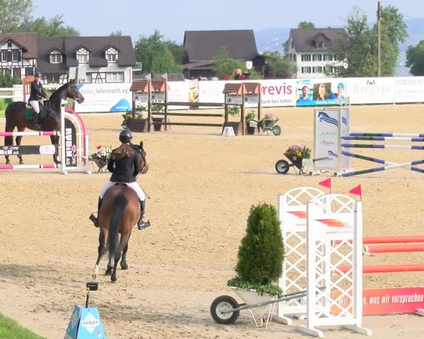 Reitturnier Wädenswil 2023