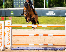 broodmare Chance Ste-Hermelle (Belgium Sporthorse, 2008, from Calvaro Z)
