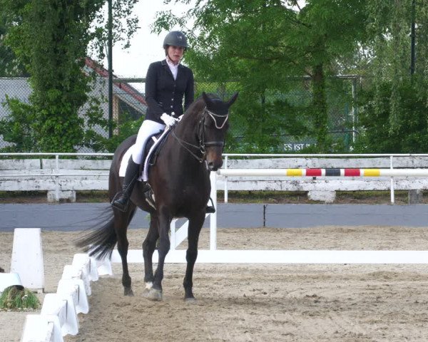 Reitturnier Billigheim 2023