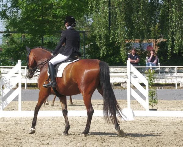 Reitturnier Billigheim 2023