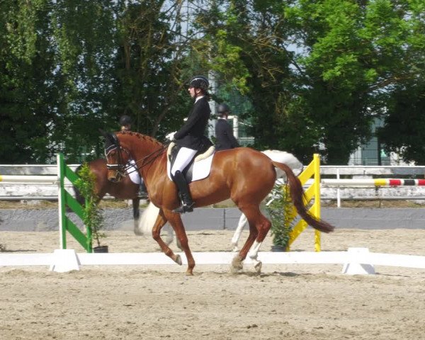 Reitturnier Billigheim 2023