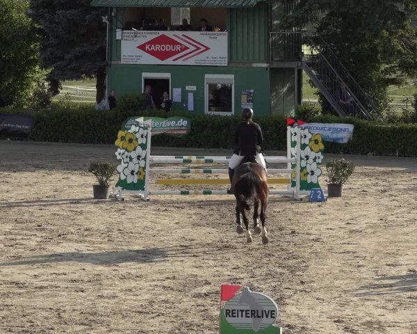 Reitturnier Bornheim Widdig 2023