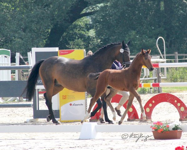 broodmare Fayara (Westphalian, 2021, from For Romance I)