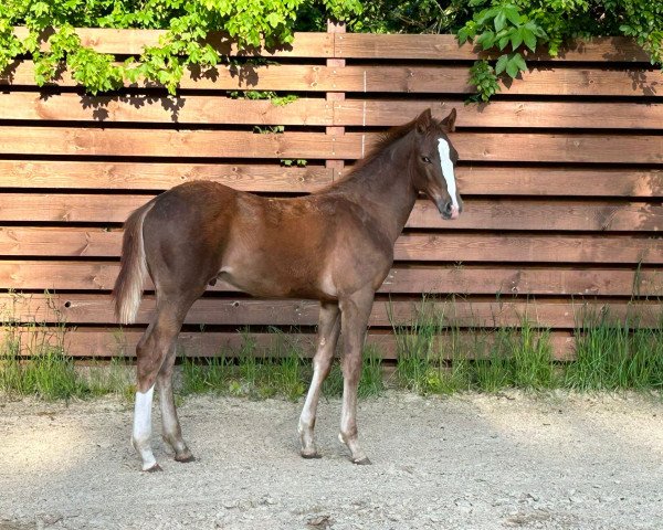 horse Explosive Bid N (Hanoverian, 2023, from Ellis NRW)