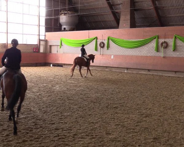 Reitturnier Hellefeld 2023