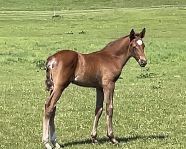 Pferd Forrest (Trakehner, 2023, von Göteborg)